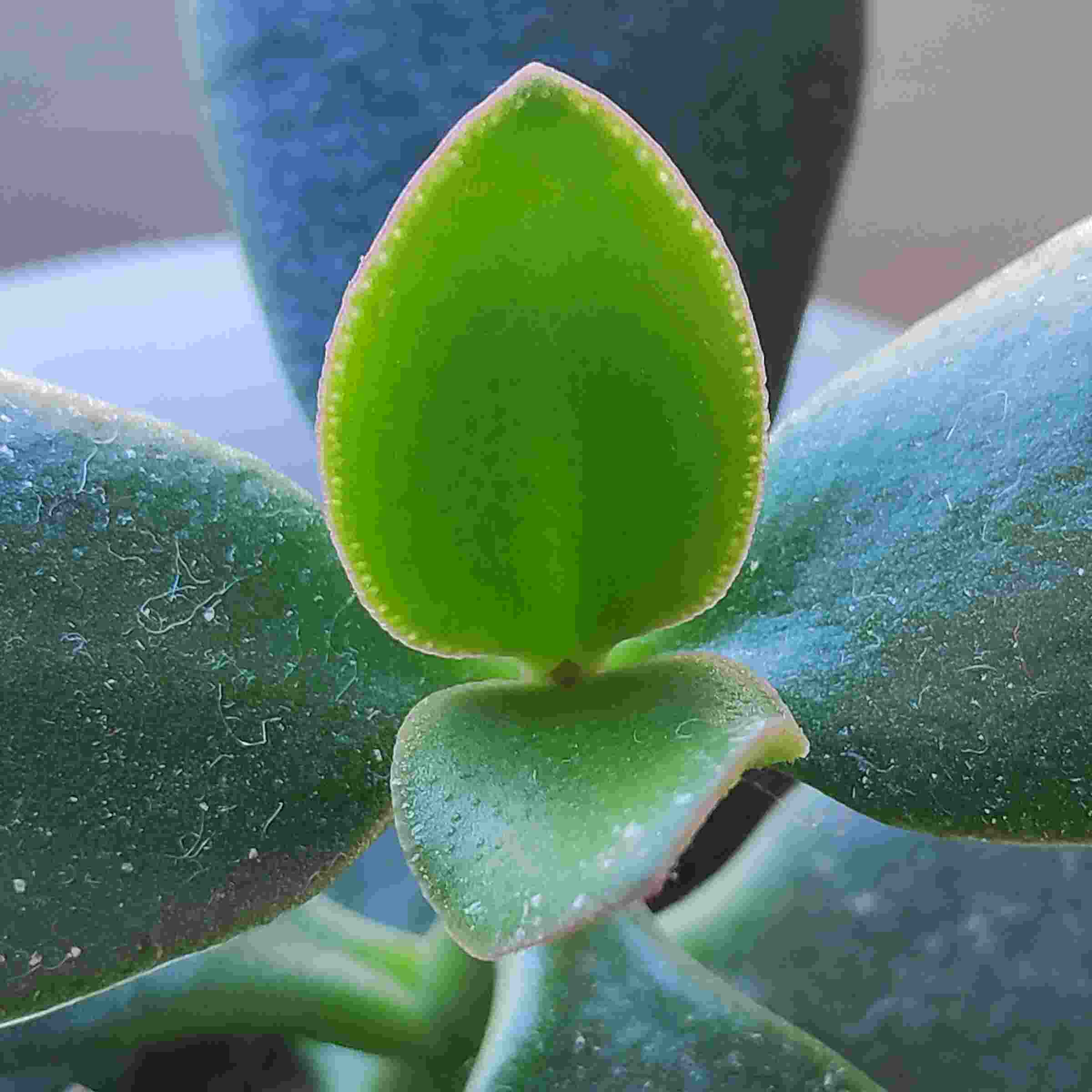 TURN OVER A NEW LEAF
