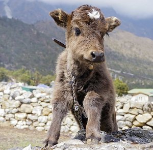 HAVE A COW