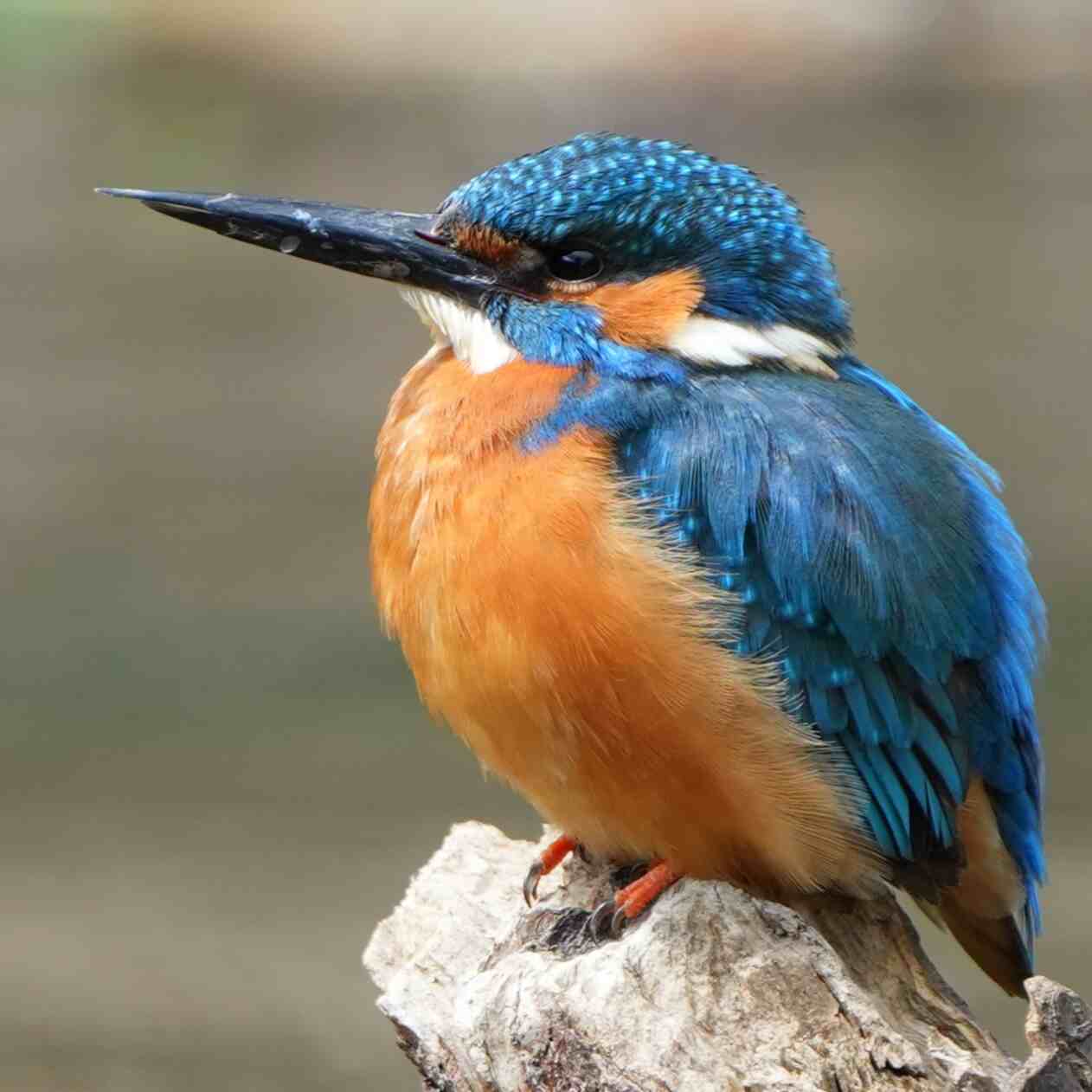 NOT A DICKY BIRD