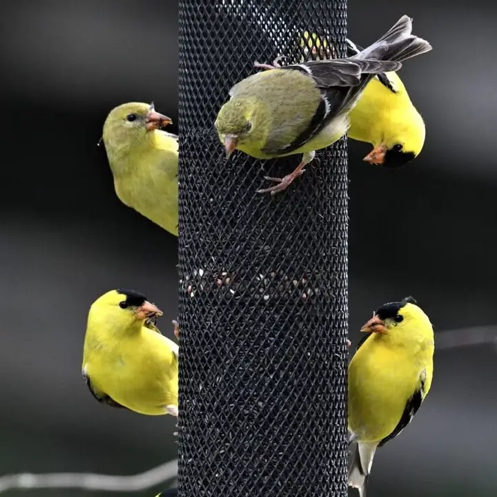FOR THE BIRDS