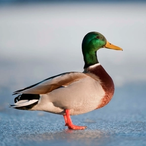 LAME DUCK