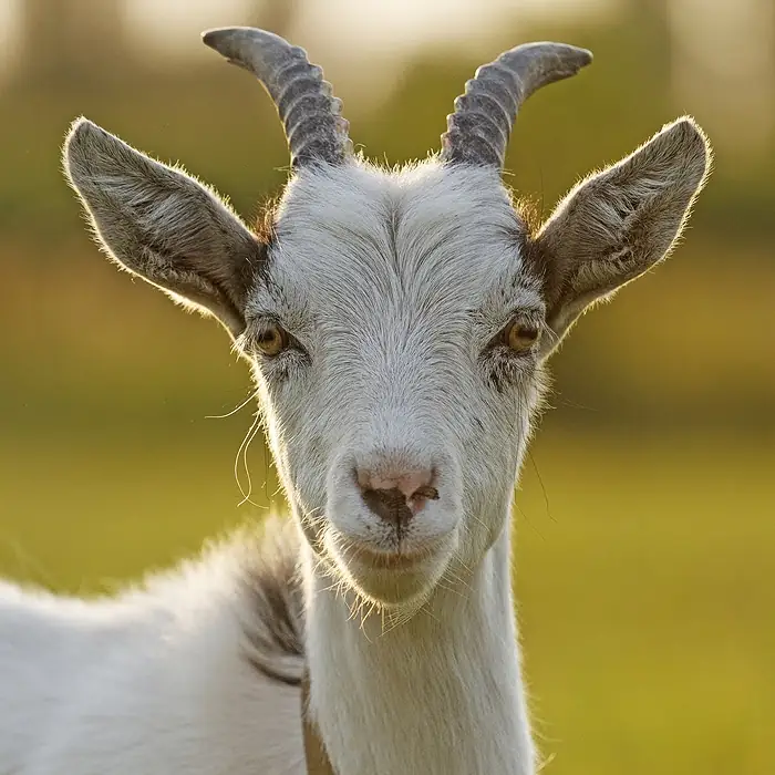 GET (SOMEONE'S) GOAT