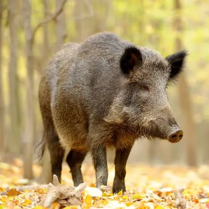GO HOG WILD