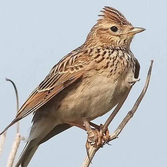 UP WITH THE LARK