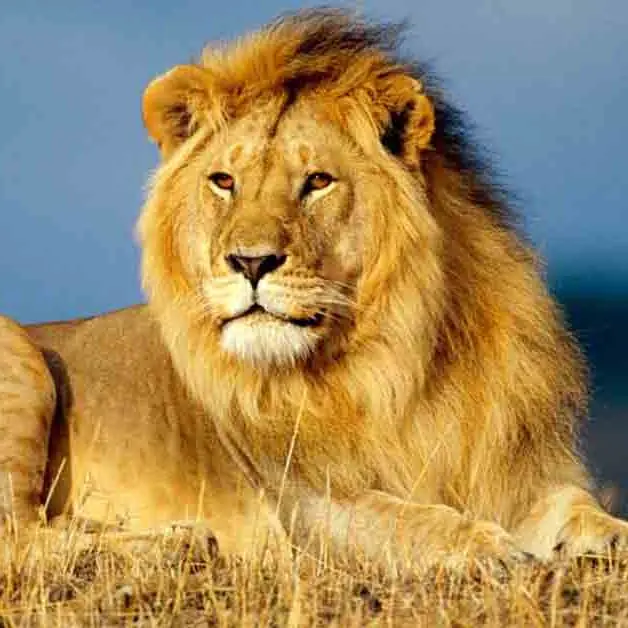LION'S SHARE, THE