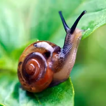 AT A SNAIL'S PACE