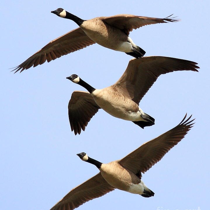 WILD-GOOSE CHASE
