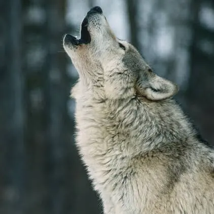 CRY WOLF